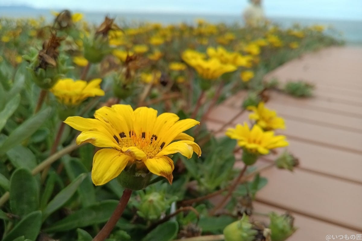 屋外での花のアップ写真(Android One S10の広角レンズ)