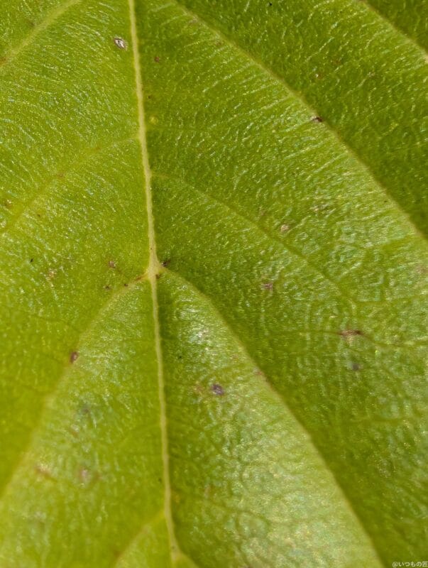 Google Pixel 9 Pro XL カメラ
Google Pixel 9 Pro XL でマクロ撮影した写真