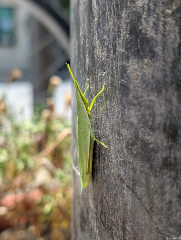 Google Pixel 9 Pro XL カメラ
Google Pixel 9 Pro XL でマクロ撮影した写真