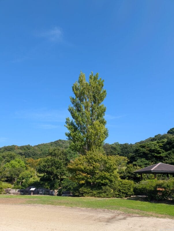 Google Pixel 9 Pro XL カメラ
Google Pixel 9 Pro XLでズーム撮影した風景写真