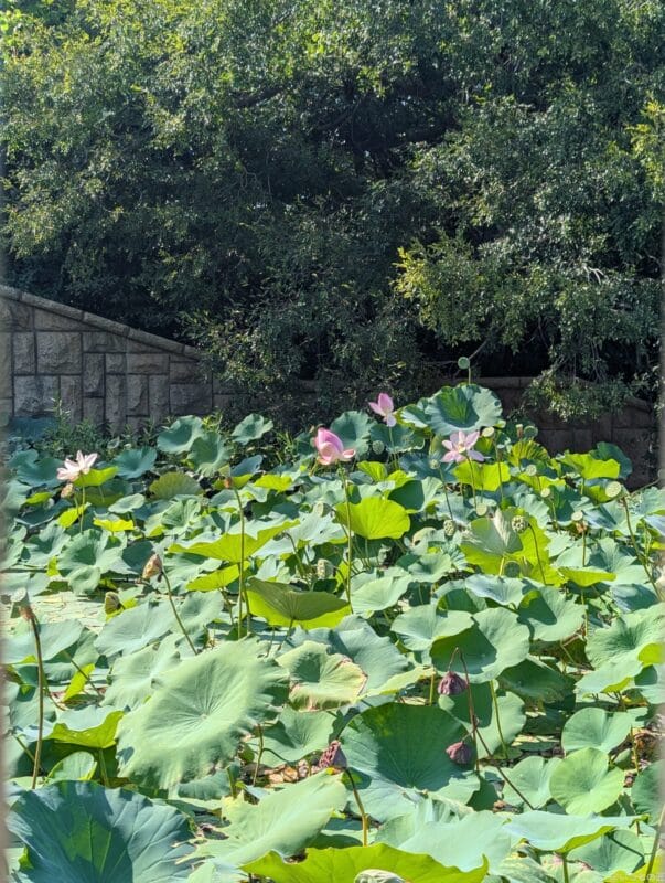 Google Pixel 9 Pro XL カメラ
Google Pixel 9 Pro XLでズーム撮影した風景写真