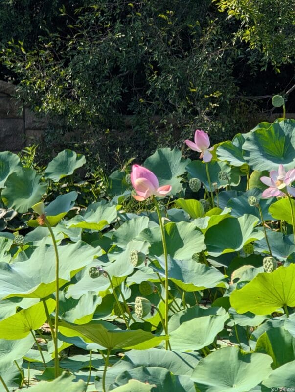 Google Pixel 9 Pro XL カメラ
Google Pixel 9 Pro XLでズーム撮影した風景写真