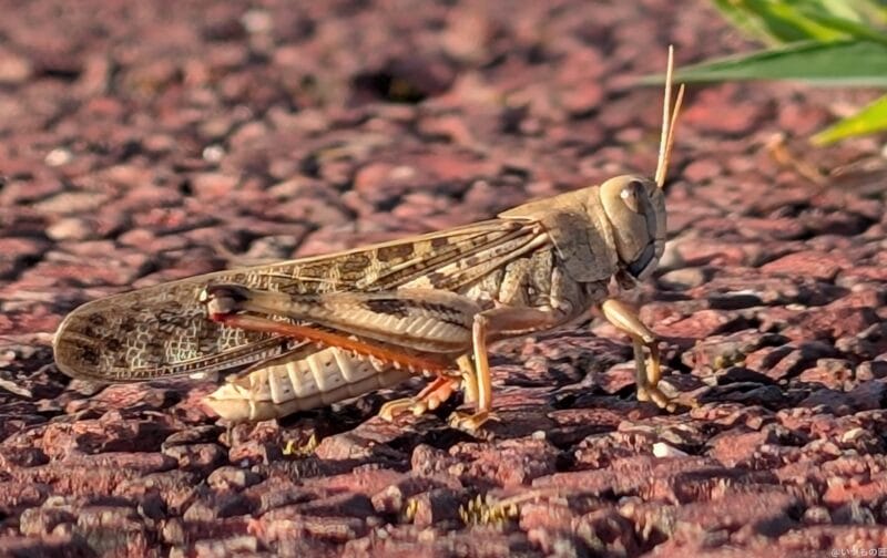 Google Pixel 9 Pro カメラ
Google Pixel 9 Pro で撮影した風景写真