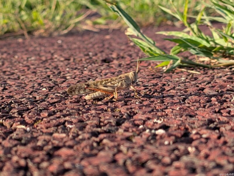 Google Pixel 9 Pro カメラ
Google Pixel 9 Pro で撮影した風景写真