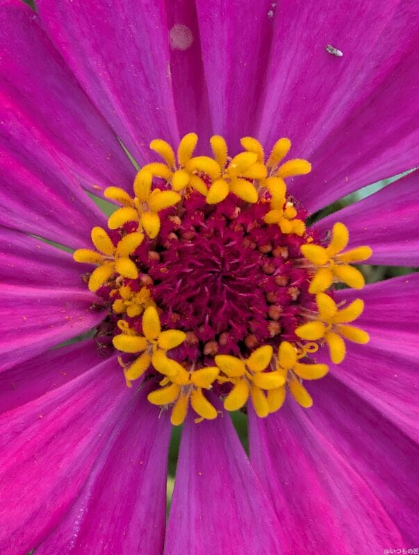 Google Pixel 9 Pro カメラ
Google Pixel 9 Pro でマクロ撮影した写真