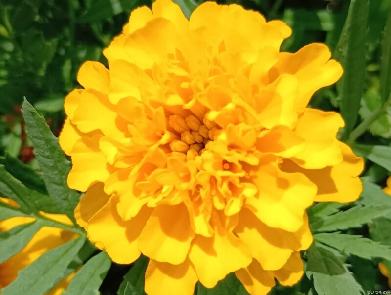 AQUOS wish4 カメラ
AQUOS wish4 でマクロ撮影した写真