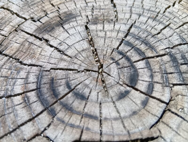 AQUOS wish4 カメラ
AQUOS wish4 でマクロ撮影した写真