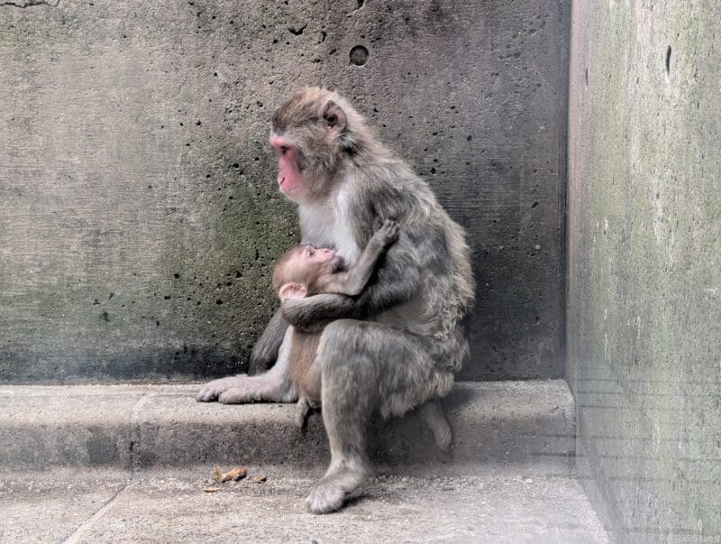 Google Pixel 9 カメラ
Google Pixel 9 で撮影した風景写真