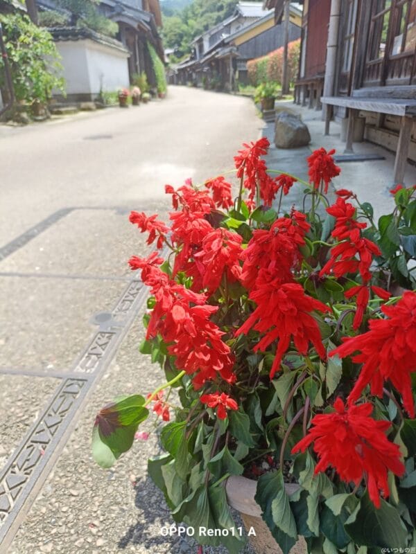OPPO Reno11 A カメラ
OPPO Reno11 AでHDR撮影した写真
