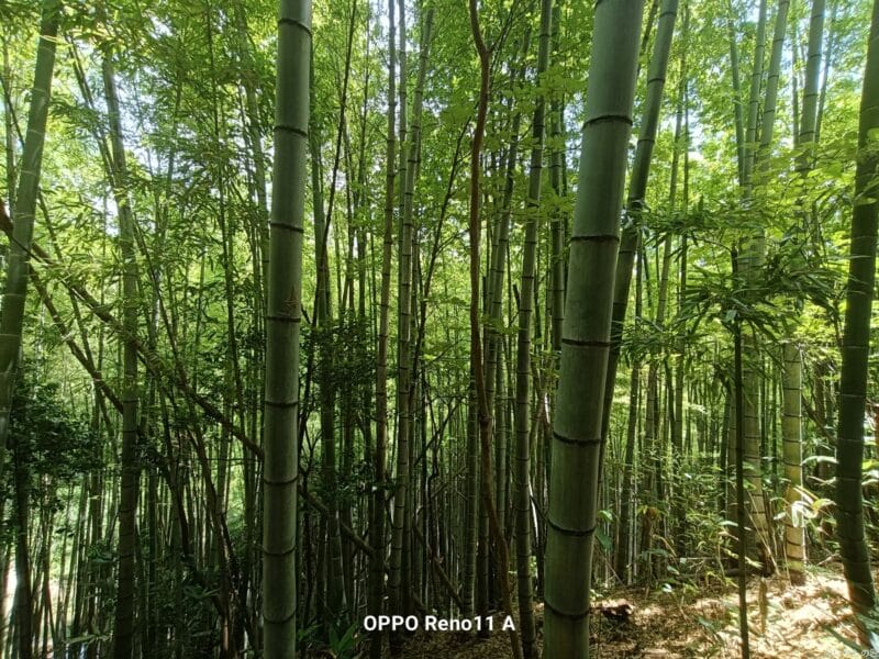 OPPO Reno11 A カメラ
OPPO Reno11 A カメラの風景写真