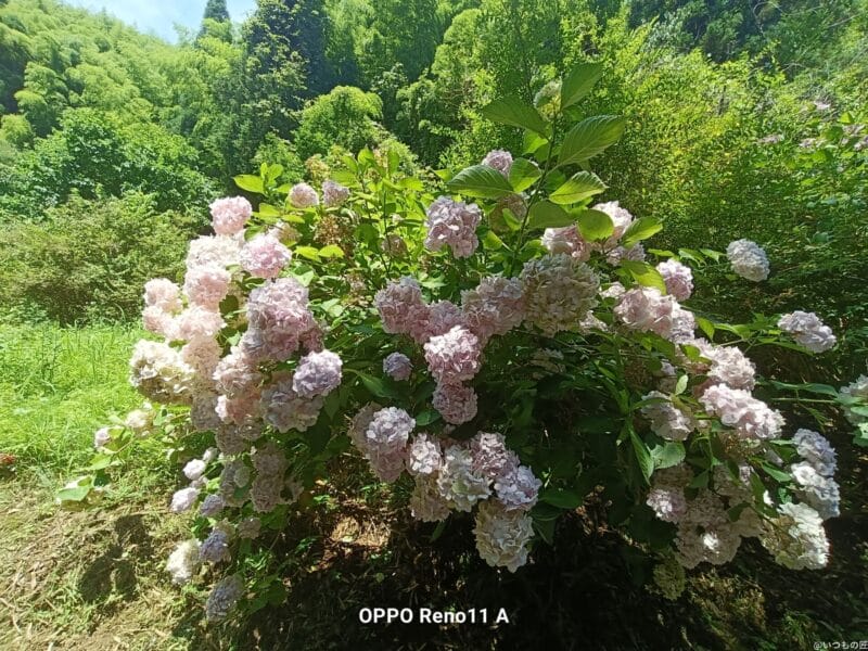 OPPO Reno11 A カメラ
OPPO Reno11 A カメラの風景写真