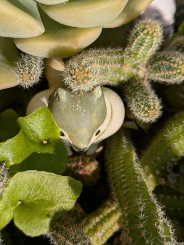 Google Pixel 8a カメラ
Google Pixel 8aでマクロ撮影した写真