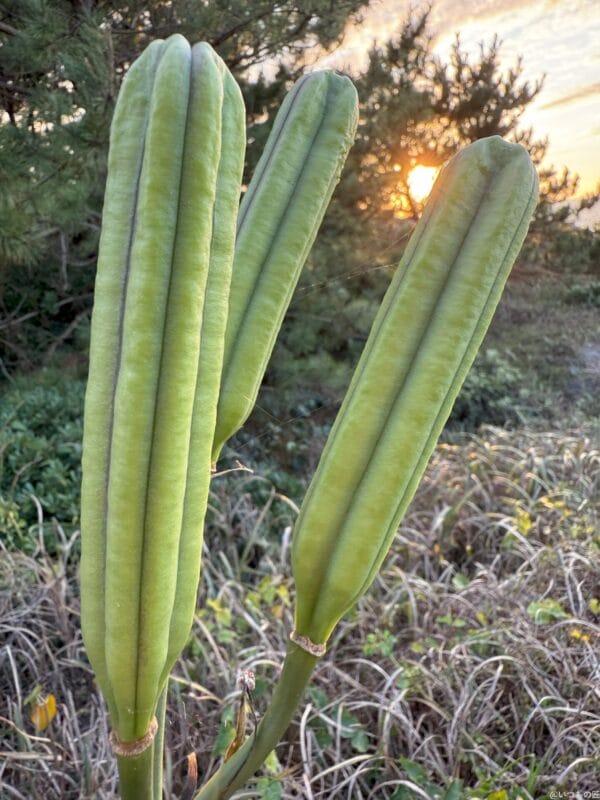 iPhone 16 Pro/16 Pro Max カメラ
iPhone 16 Pro Maxで撮影したポートレート写真