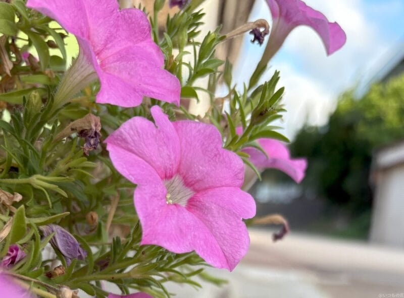 iPhone 16/16 Plus カメラ
iPhone 16で撮影した風景写真