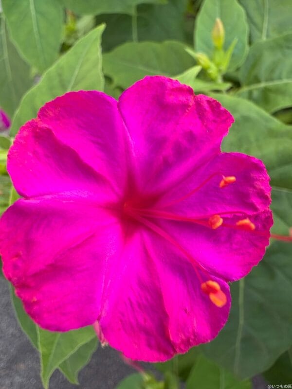 iPhone 16/16 Plus カメラ
iPhone 16でマクロ撮影した写真