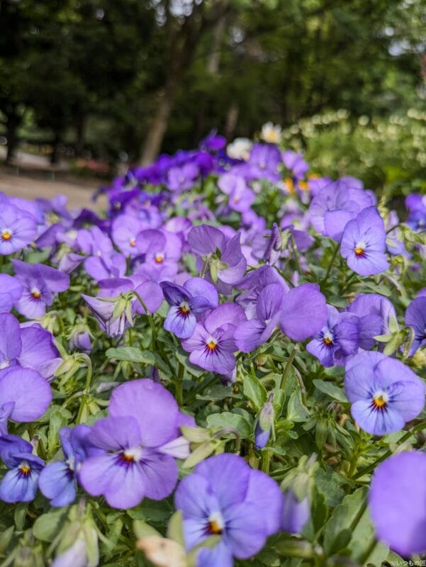 Google Pixel 8a カメラ
Google Pixel 8aで撮影した風景写真