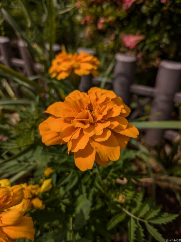 Google Pixel 8a カメラ
Google Pixel 8aで撮影した風景写真