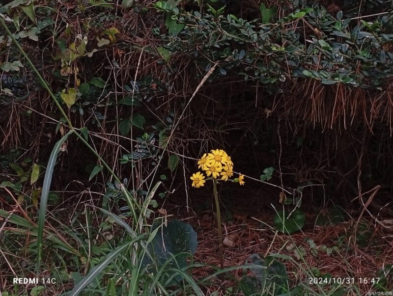 Xiaomi Redmi 14C カメラ
Xiaomi Redmi 14C で撮影した風景写真