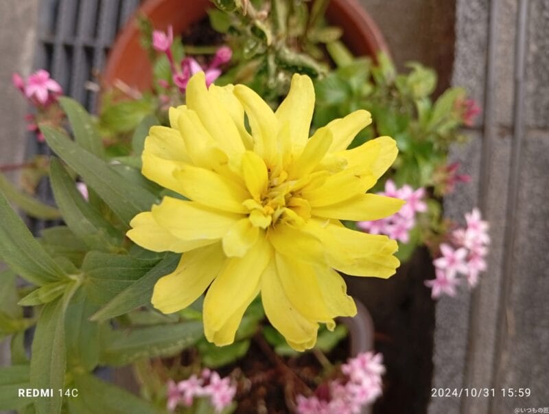 Xiaomi Redmi 14C カメラ
Xiaomi Redmi 14C でマクロ撮影した風景写真