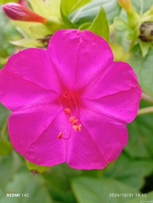 Xiaomi Redmi 14C カメラ
Xiaomi Redmi 14C でマクロ撮影した風景写真