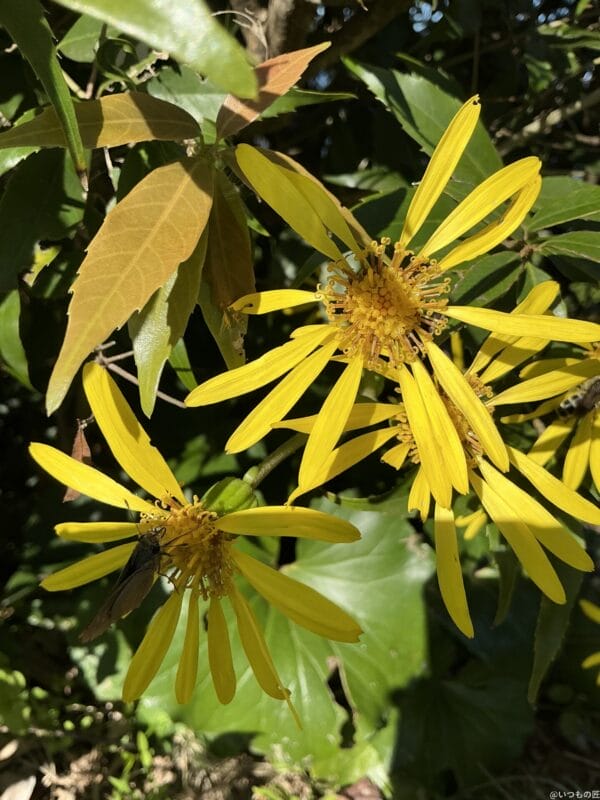 iPad mini 第7世代 カメラ
iPad mini 第7世代 でマクロ撮影した写真