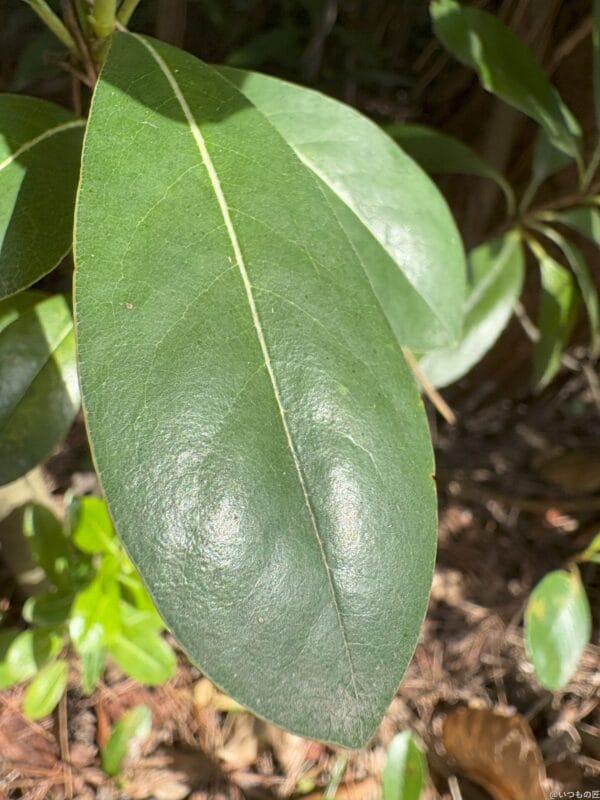 iPad mini 第7世代 カメラ
iPhone 16 でマクロ撮影した写真