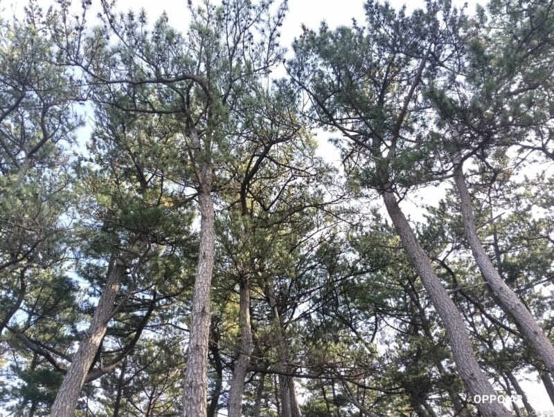 OPPO A3 5G カメラ
OPPO A3 5G カメラで撮影した風景写真