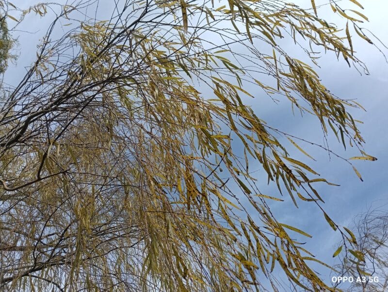 OPPO A3 5G カメラ
OPPO A3 5G カメラで撮影した風景写真