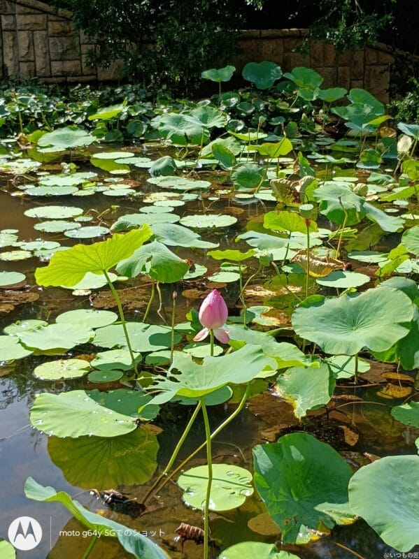 moto g64 5G カメラ
moto g64 5G カメラで撮影した風景写真