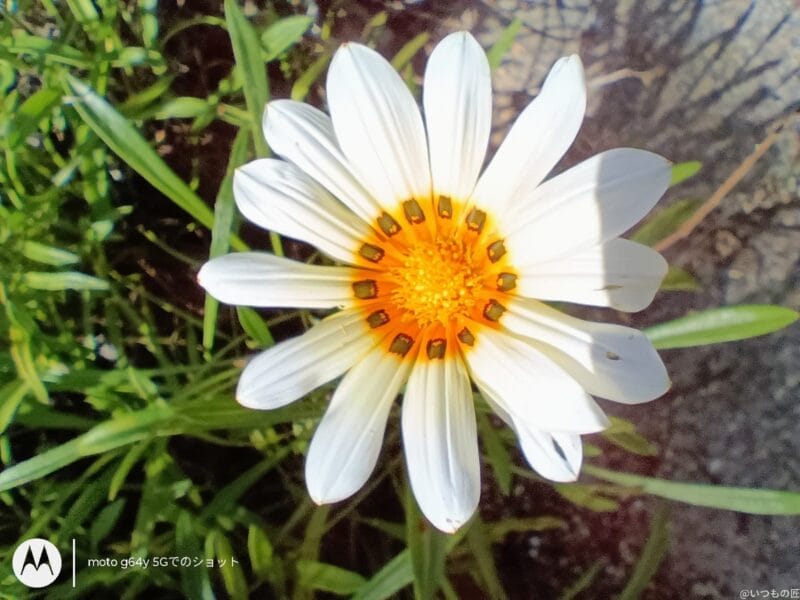 moto g64 5G カメラ
moto g64 5G カメラでマクロ撮影した写真