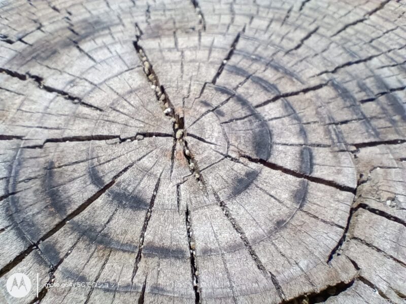 moto g64 5G カメラ
moto g64 5G カメラでマクロ撮影した写真