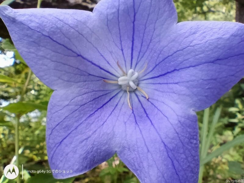 moto g64 5G カメラ
moto g64 5G カメラでマクロ撮影した写真