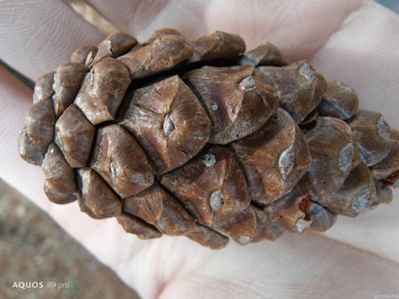 AQUOS R9 pro カメラ
AQUOS R9 pro でマクロ撮影した写真