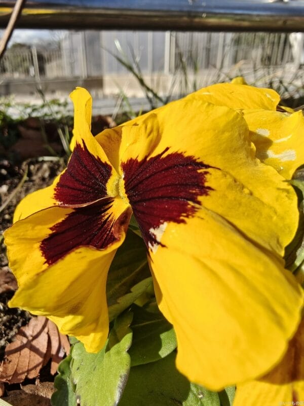 OPPO Find X8 カメラ
OPPO Find X8のカメラで撮影したポートレート写真