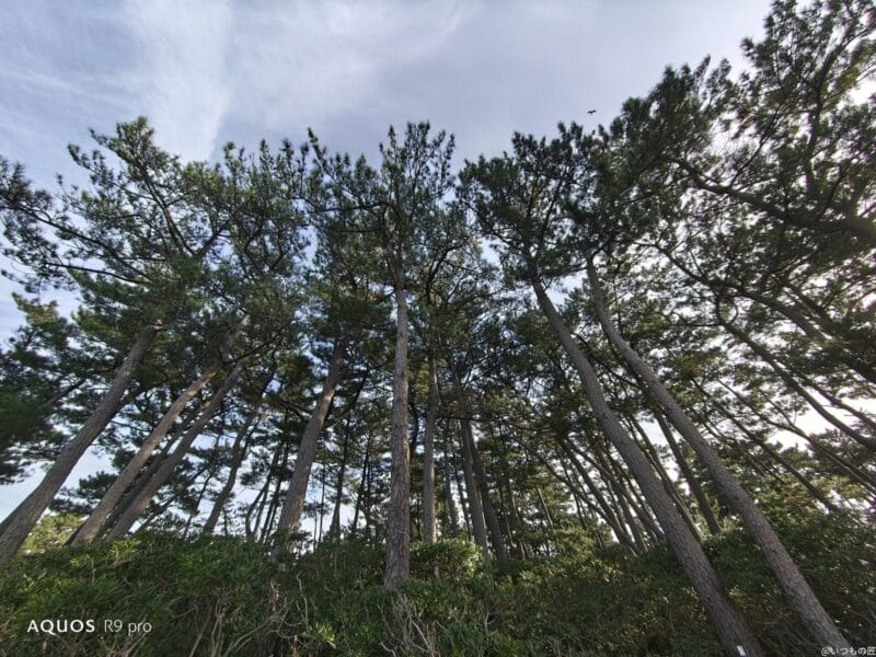 OPPO Find X8 カメラ
AQUOS R9 proで撮影した風景写真