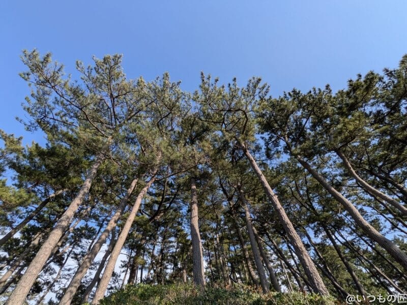 Google Pixel 9a カメラ
Google Pixel 9aで撮影した風景写真