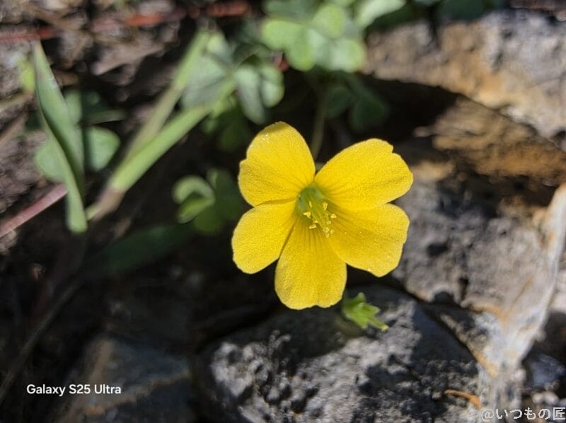 Galaxy S25 Ultra カメラ
小さな黄色の花を接写した一枚