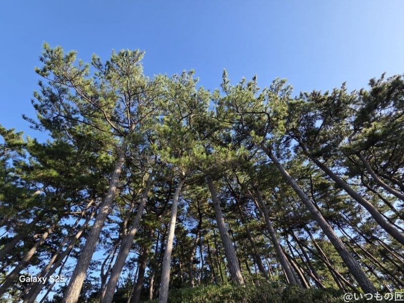 Galaxy S25 カメラ
青空に向かって真っ直ぐに伸びる木々を下のアングルから捉えた写真