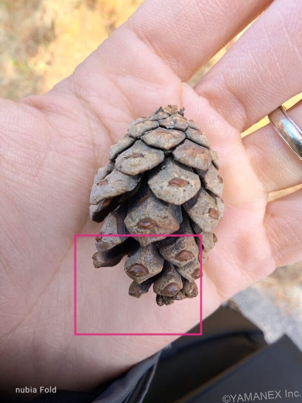 nubia Fold カメラ
手のひらの松ぼっくり