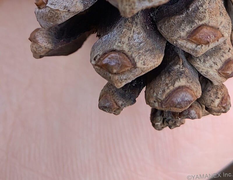 nubia Fold カメラ
手のひらの松ぼっくり