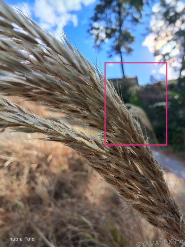 nubia Fold カメラ
穂先を接写した一枚