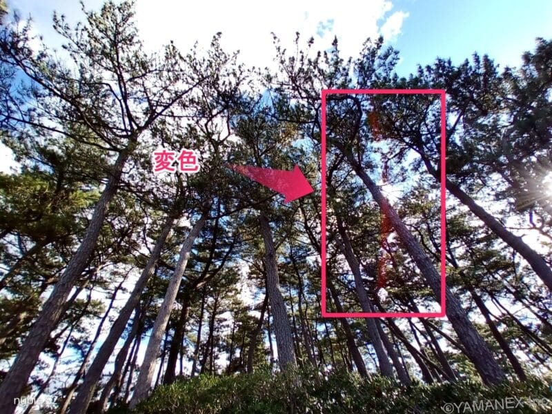 nubia S2 カメラ
空に向かってまっすぐ伸びる木