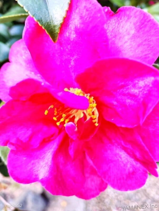 nubia S2 カメラ
ピンクの花の中心部をマクロ撮影した一枚