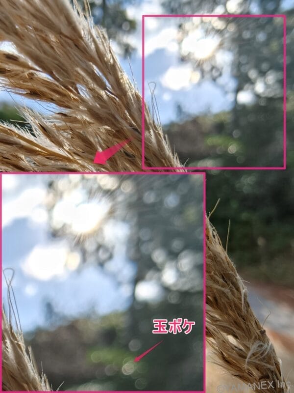 OPPO Find X9 カメラ ふわふわな穂先をマクロ撮影した一枚