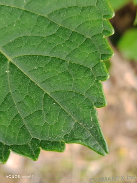 AQUOS sense10 カメラ 緑の葉をマクロ撮影した一枚
