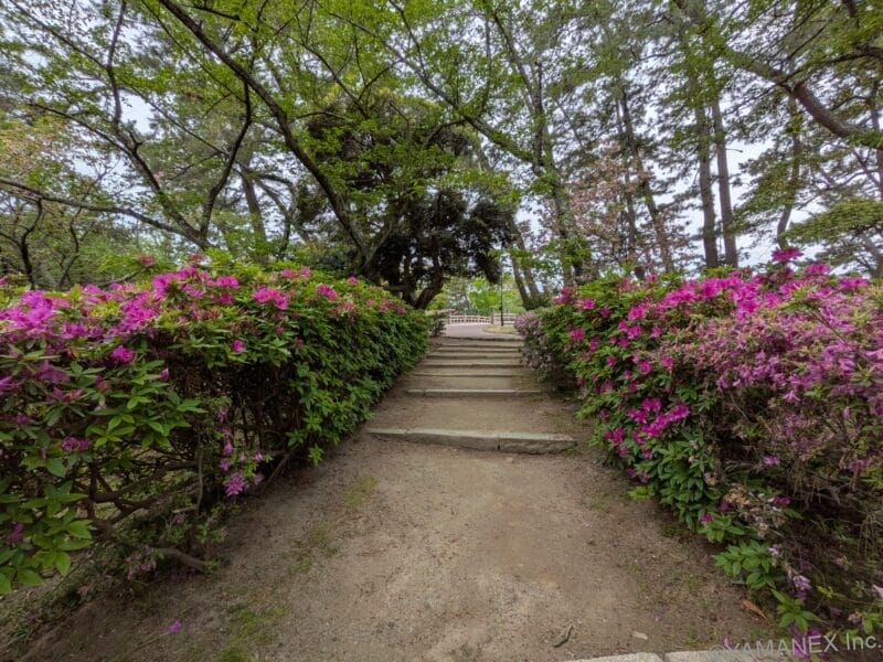Google Pixel 10a カメラ 木々やピンクの花が並ぶ路地を撮影した一枚