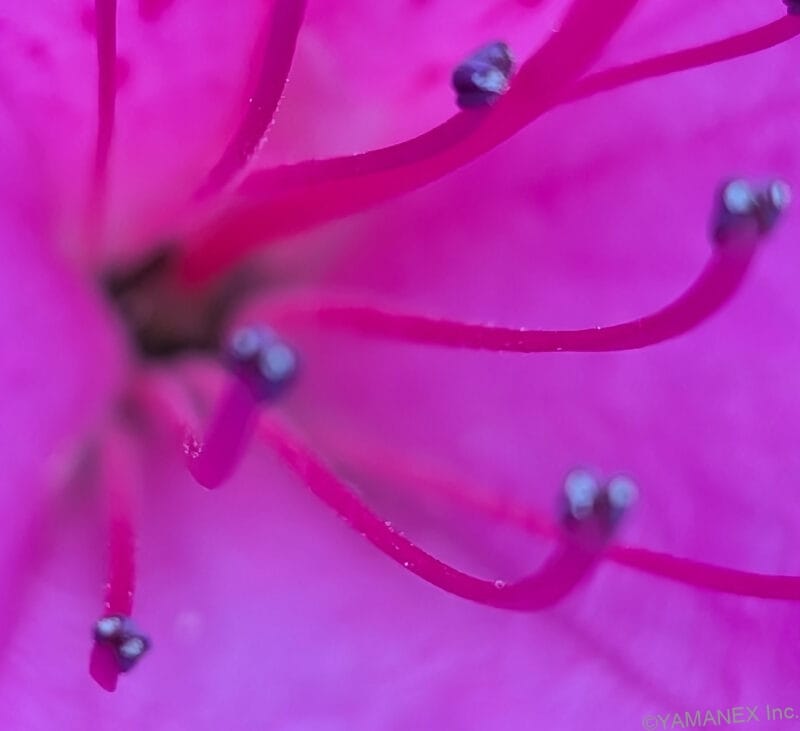 Google Pixel 10a カメラ ピンクの花をマクロ撮影した一枚