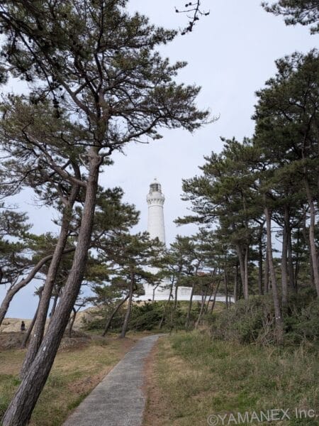 White lighthouse visible through pine trees at the end of a paved path in a grassy coastal park area.
