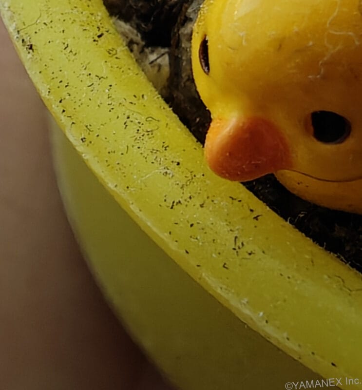 OPPO Find N6 カメラ ひよこがのった鉢植えをマクロ撮影した一枚