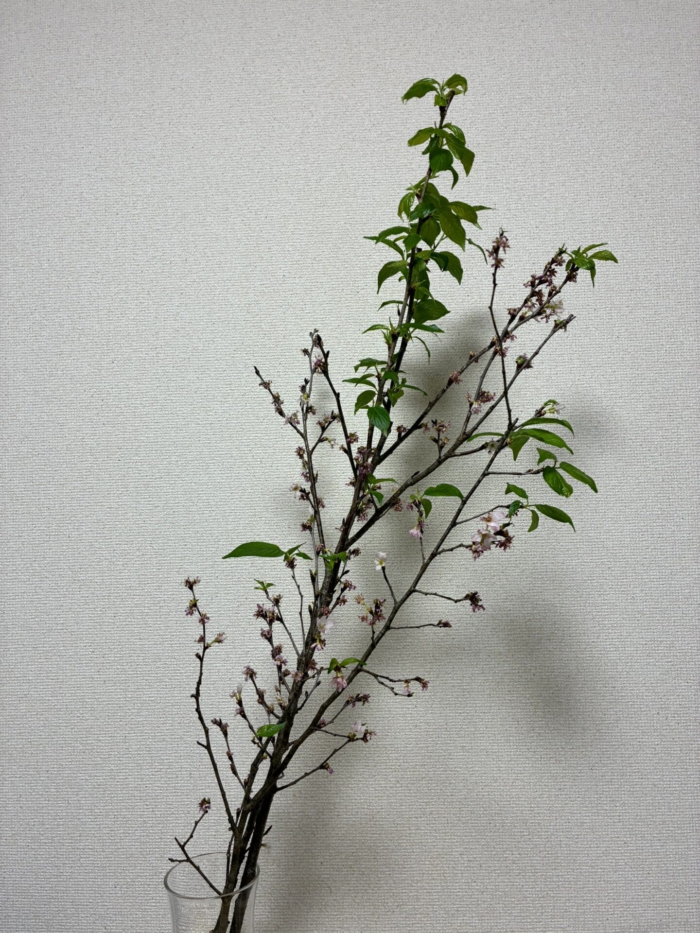 iPhone17e カメラ 桜の一輪挿し